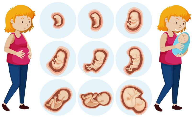 Etapas tempranas del embrión en desarrollo mostradas en ilustraciones vectoriales.